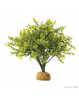 Exo Terra Buxbom Regnskogsväxt