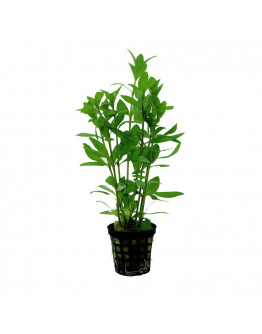 Hygrophila Polysperma kruka