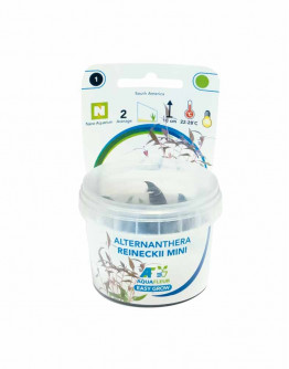 Easy Grow - Alternanthera Reineckii Mini