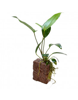 Anubias på sten - 10x8x5 cm