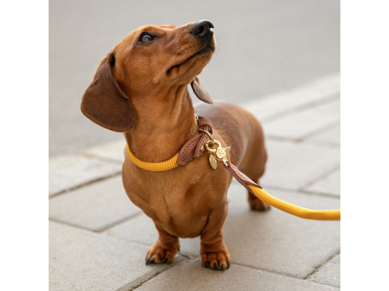 Hundhalsband Torekov Sunflower Yellow - Denjo Dogs L