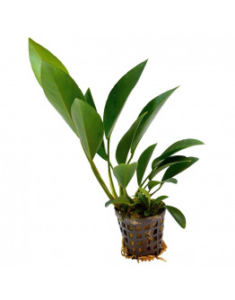 Anubias congensis Kruka