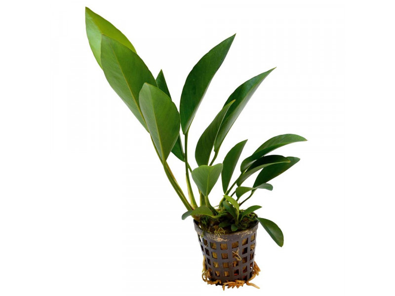 Anubias congensis Kruka