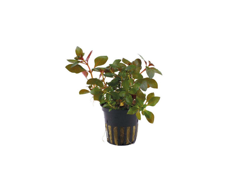 Ludwigia Repens ´Rubin´ Kruka