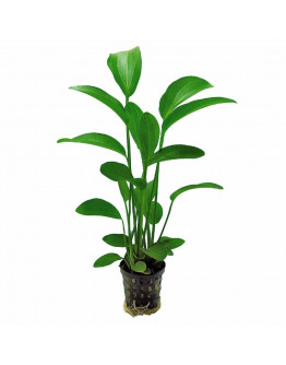 Echinodorus radicans Kruka