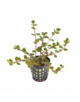 Rotala Orange Juice Kruka