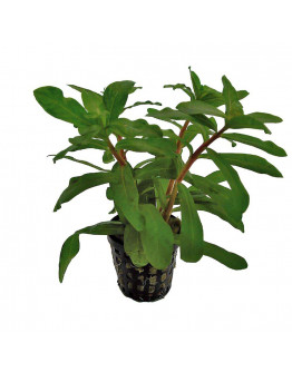 Ammania gracilis kruka