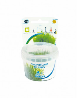 Easy Grow - Taxiphyllum Sp. Spiky