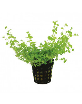 Micranthemum Umbrosum kruka