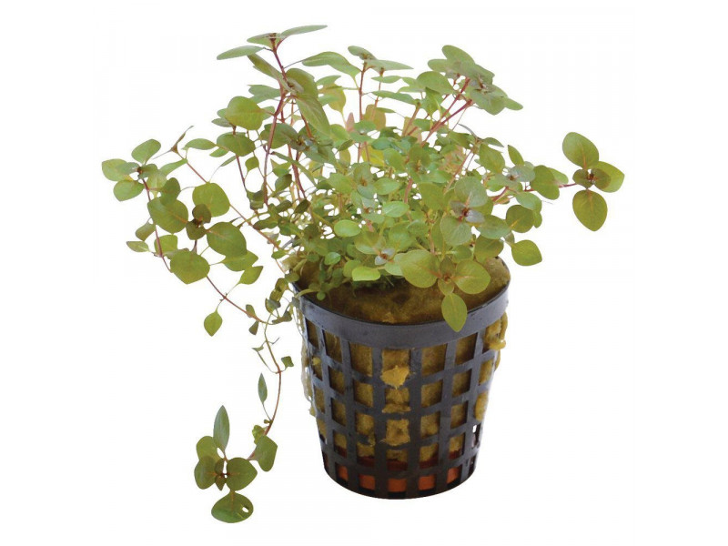 Ludwigia Palustris ´Mini´ Super Red kruka