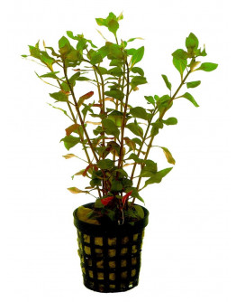 Ludwigia palustris red Kruka