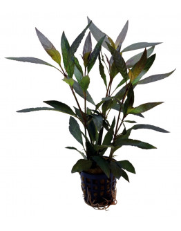 Hygrophila guanensis kruka