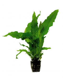 Microsorium pteropus latifolia Kruka