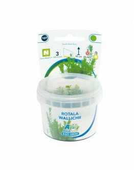 Easy Grow - Rotala Wallichii