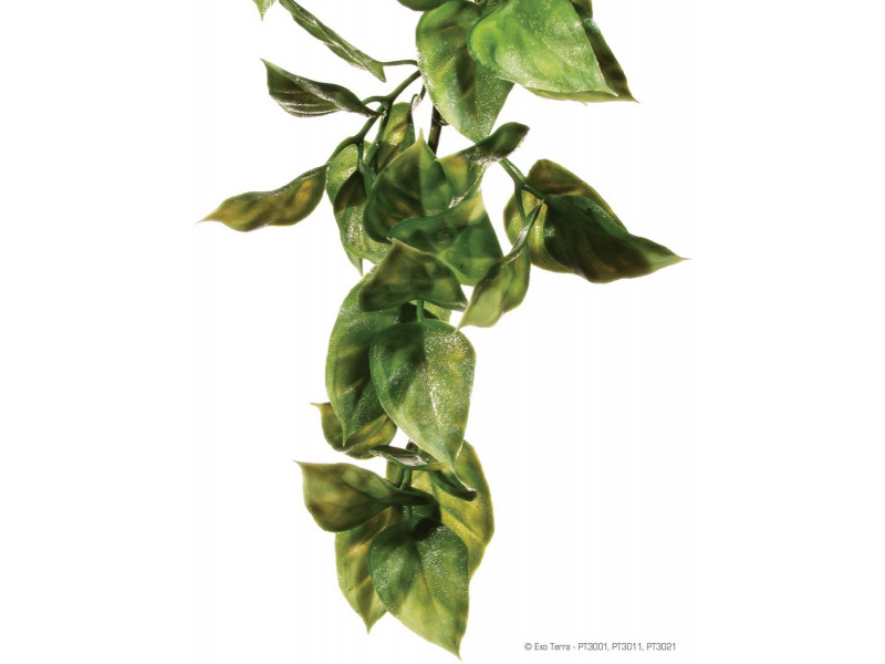 Exo Terra - Amapallo - Small