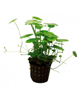 Hydrocotyle Verticillata kruka