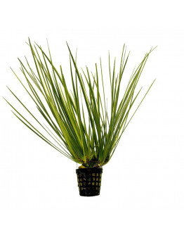 Acorus variegatus kruka