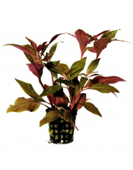 Alternanthera cardinalis Kruka