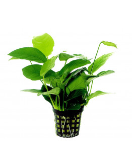 Anubias nana Kruka