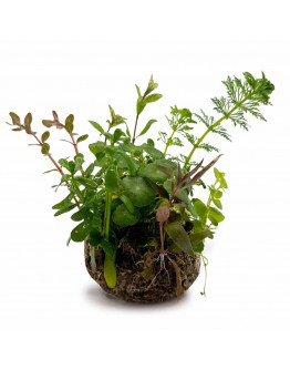 BioArt Ball - Hydrocotyle verticillata