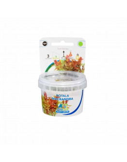 Easy Grow - Rotala Macrandra
