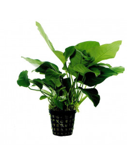Anubias Barteri Var. Nana kruka