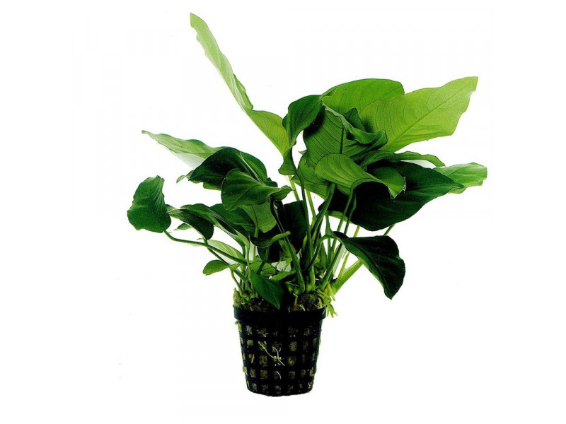 Anubias Barteri Var. Nana kruka