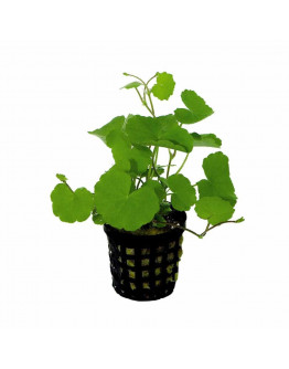 Hydrocotyle leucocephala Kruka