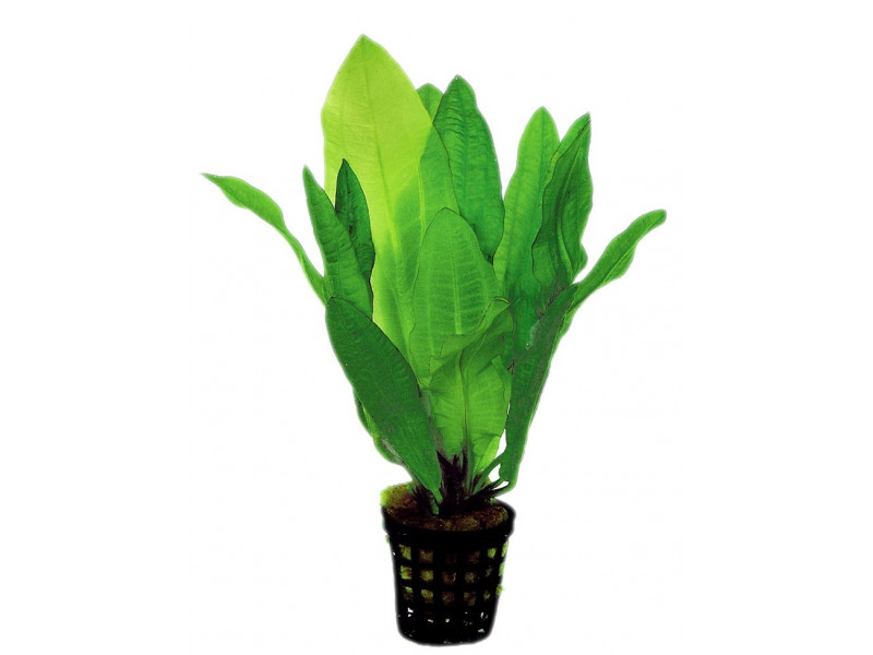 Echinodorus martii Kruka