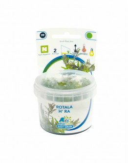 Easy Grow - Rotala H´Ra spp.