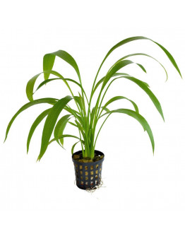 Echinodorus Decumbens kruka