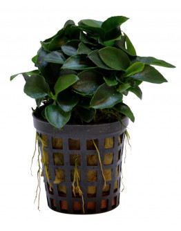 Anubias nana bonzai Kruka