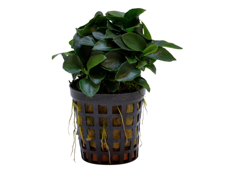 Anubias nana bonzai Kruka