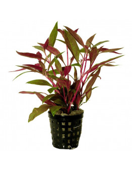 Altenanthera Reineckii kruka