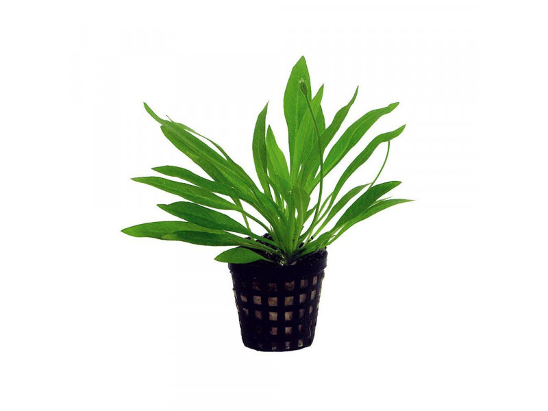 Helanthium Bolivianum kruka