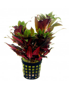 Ludwigia peruviana Kruka