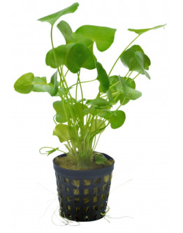 Nymhpoides sp. Taiwan Kruka