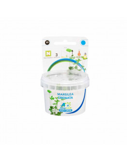 Easy Grow - Marsilea Crenata
