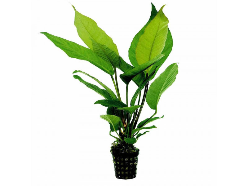 Anubias heterophylla Kruka