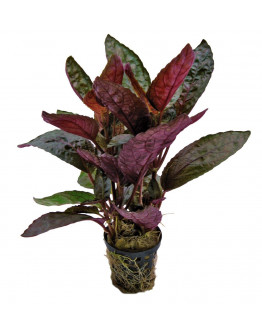 Hemiographis colorata kruka