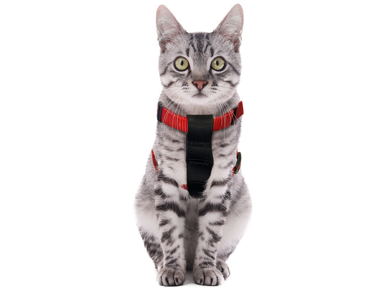 Sele Bilsäkerhet - Katt Sele Bilsäkerhet - Katt