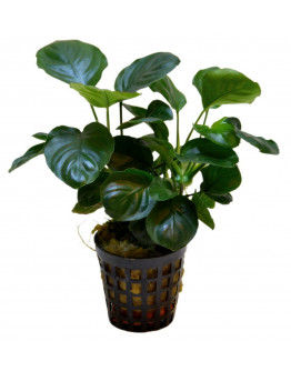 Anubias nana coin Kruka