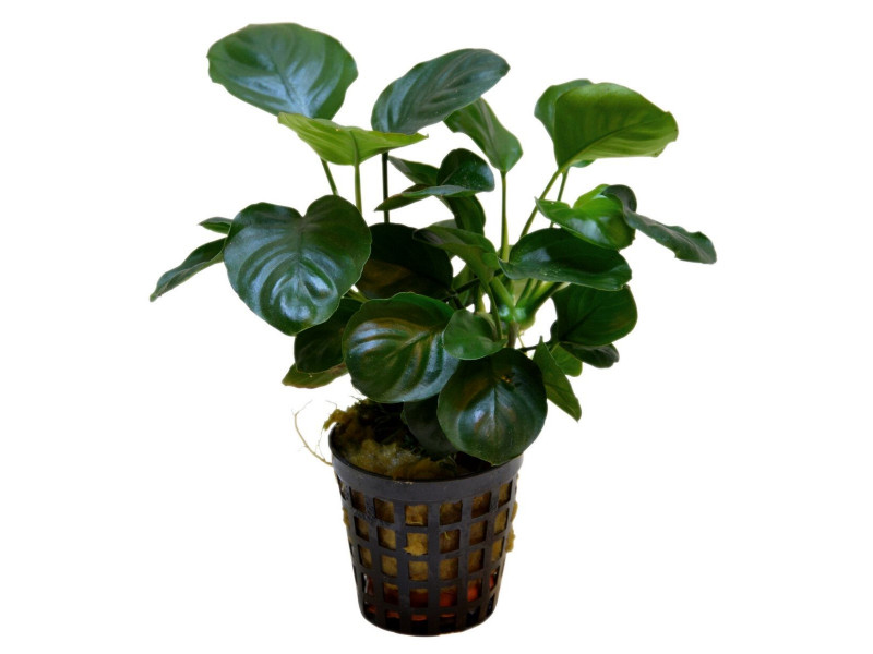 Anubias nana coin Kruka