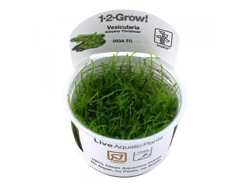 1-2-Grow - Vesicularia montagnei ´Christmas´