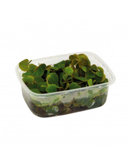 Phyllanthus Fluitans - Flytväxt