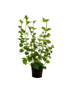 Lysimachia nummularia Kruka