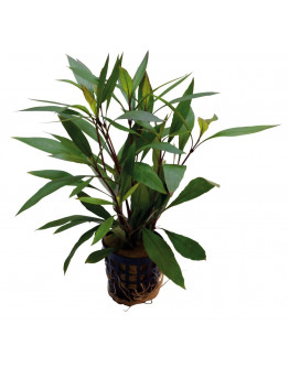 Hygrophila corymbosa thailand Kruka