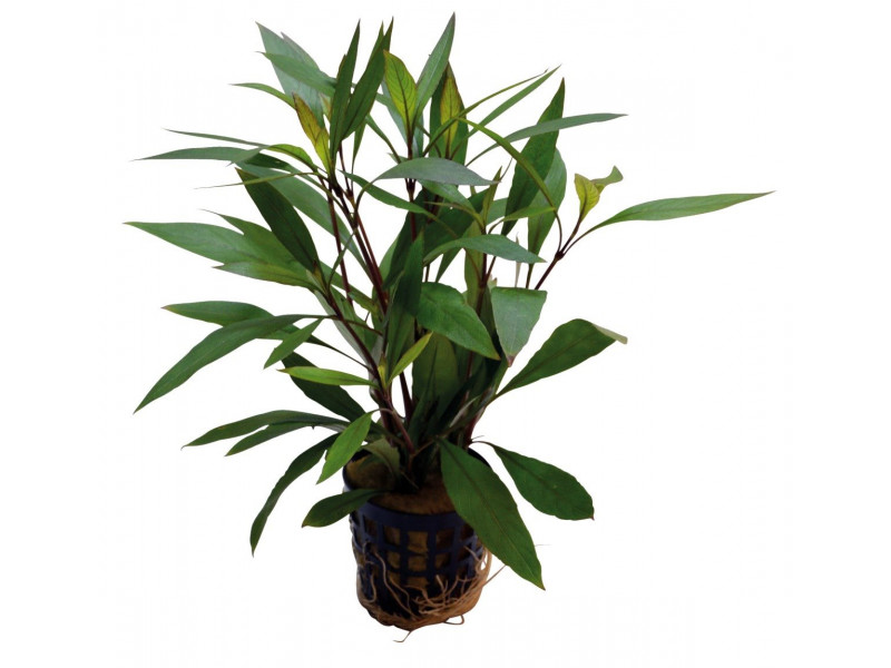 Hygrophila corymbosa thailand Kruka