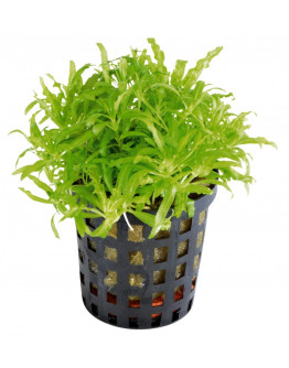 Pogostemon helferi Kruka