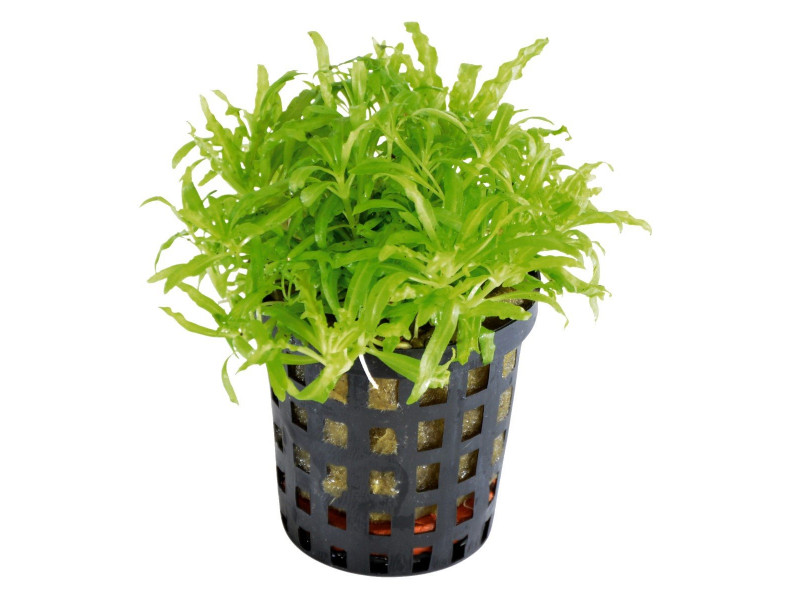 Pogostemon helferi Kruka